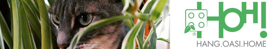 Ortisgreen x ENPA Bergamo: la soluzione pet-friendly per gli amanti dei gatti e delle piante