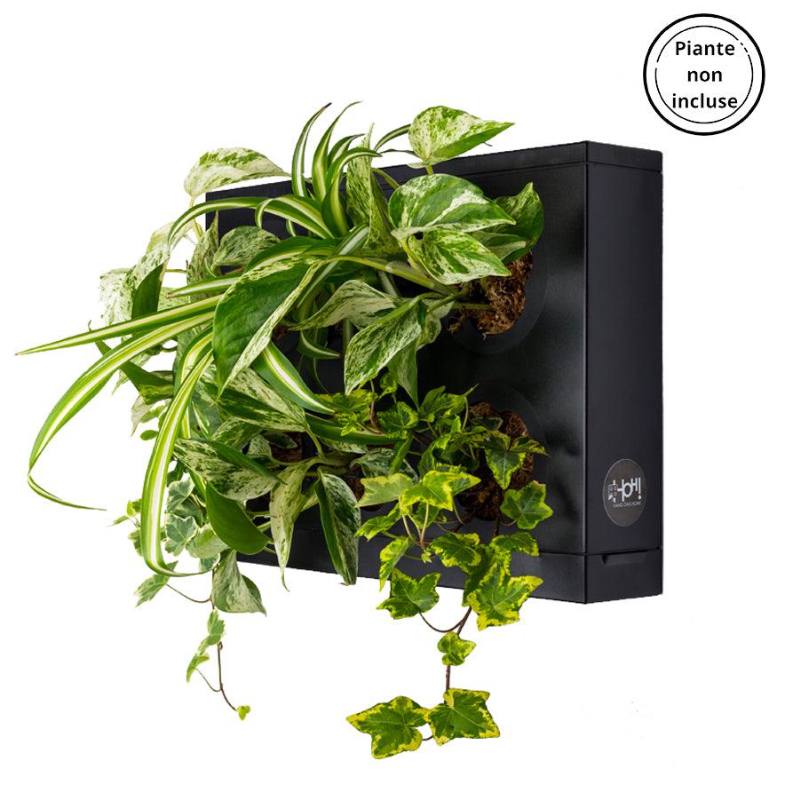 HOH! | Il quadro vegetale fai da te | Colore a scelta - Nero - hoh.green