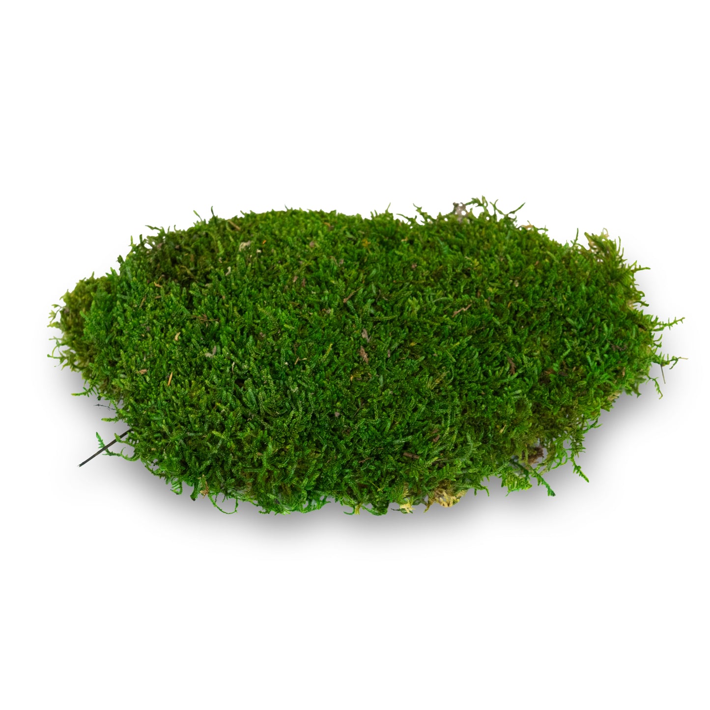Muschio stabilizzato premium | Verde bosco - 250g - hoh.green
