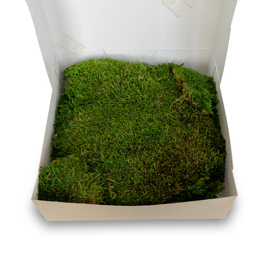 Muschio stabilizzato premium | Verde bosco - 250g - hoh.green