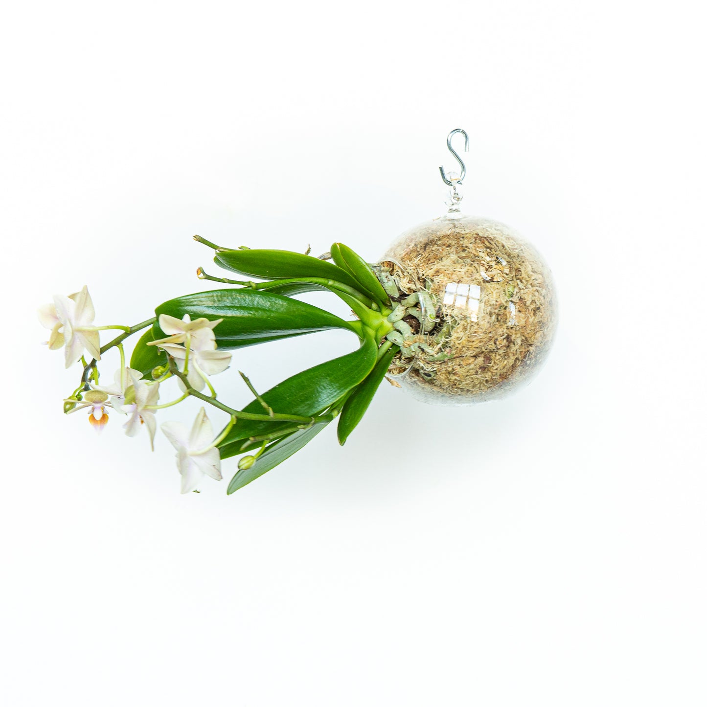 Subitoids Orchidea | Sfera con Pianta Pronta da Appendere - hoh.green - Ortisgreen