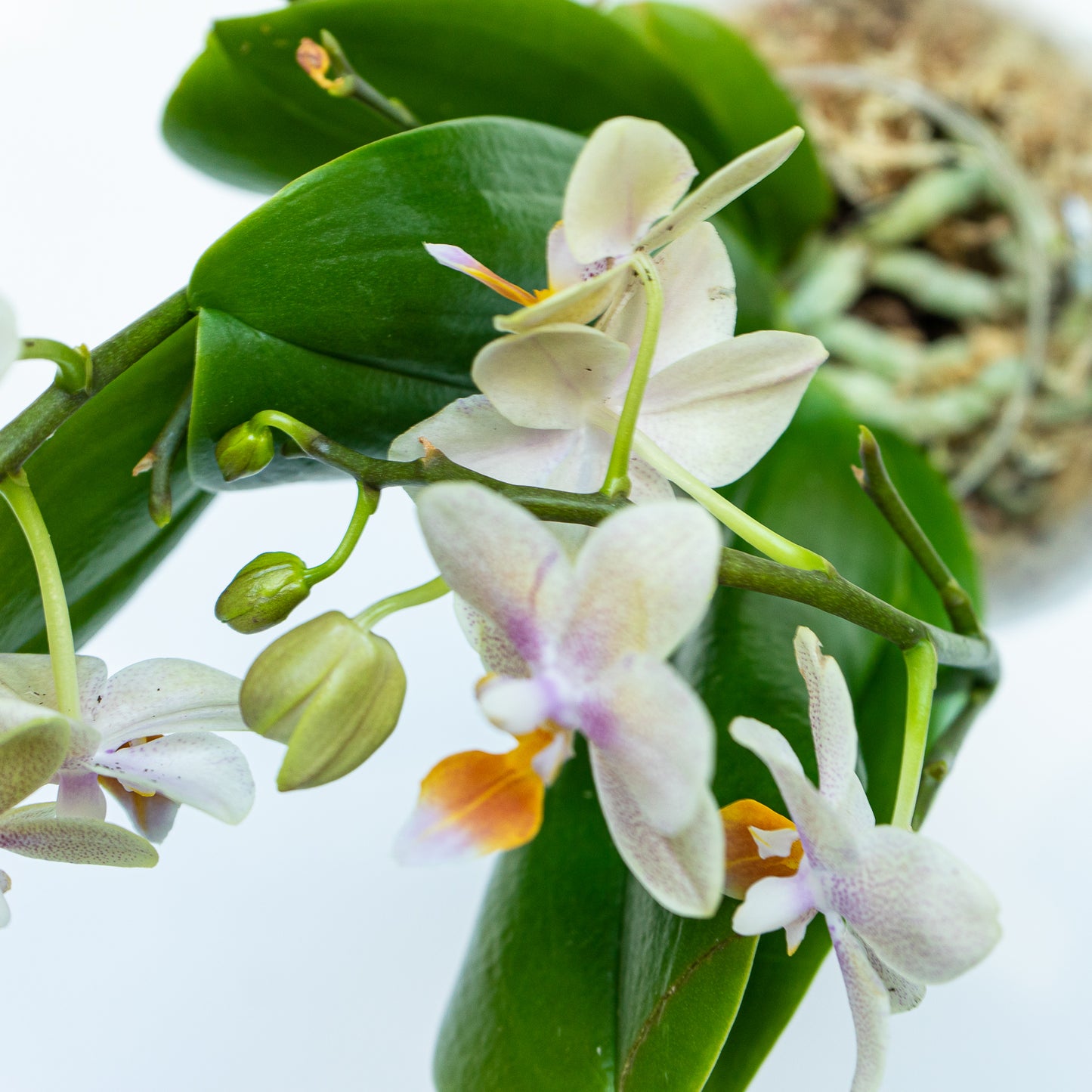 Subitoids Orchidea | Sfera con Pianta Pronta da Appendere - hoh.green - Ortisgreen