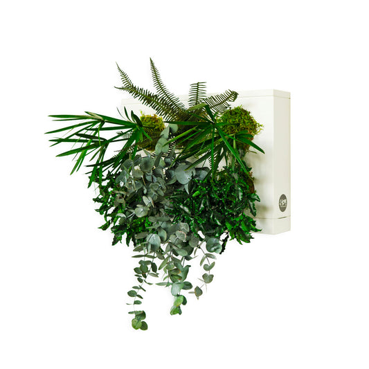 StabilHOH! | Quadro vegetale stabilizzato | Composizione Zero Manutenzione - Default Title - hoh.green