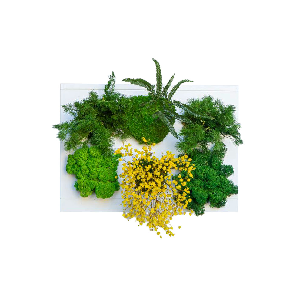 StabilHOH! | Quadro vegetale stabilizzato | Composizione Daisy - Default Title - hoh.green