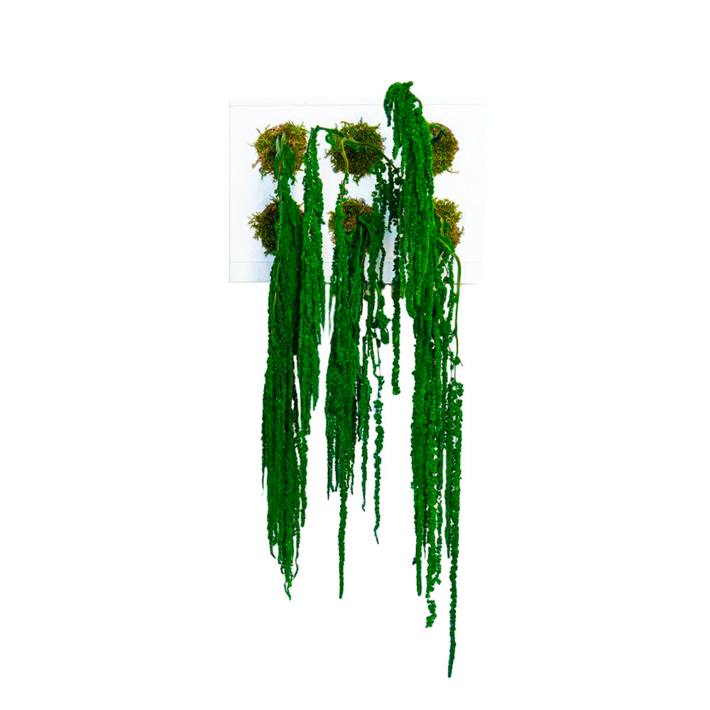StabilHOH! | Quadro vegetale stabilizzato | Composizione Rasta Jungle - Default Title - hoh.green