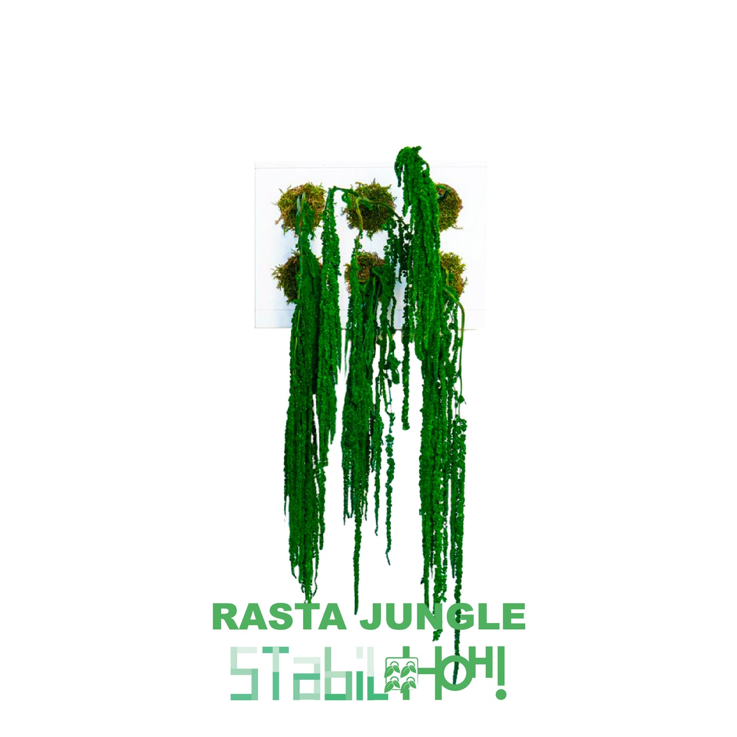 StabilHOH! | Quadro vegetale stabilizzato | Composizione Rasta Jungle - Default Title - hoh.green