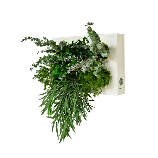 StabilHOH! | Quadro vegetale stabilizzato | Composizione Zero Cure - Default Title - hoh.green