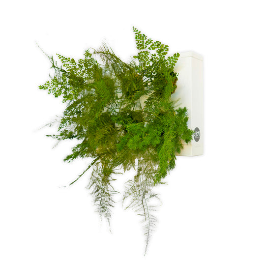 StabilHOH! | Quadro vegetale stabilizzato | Composizione Zero Drama - Default Title - hoh.green