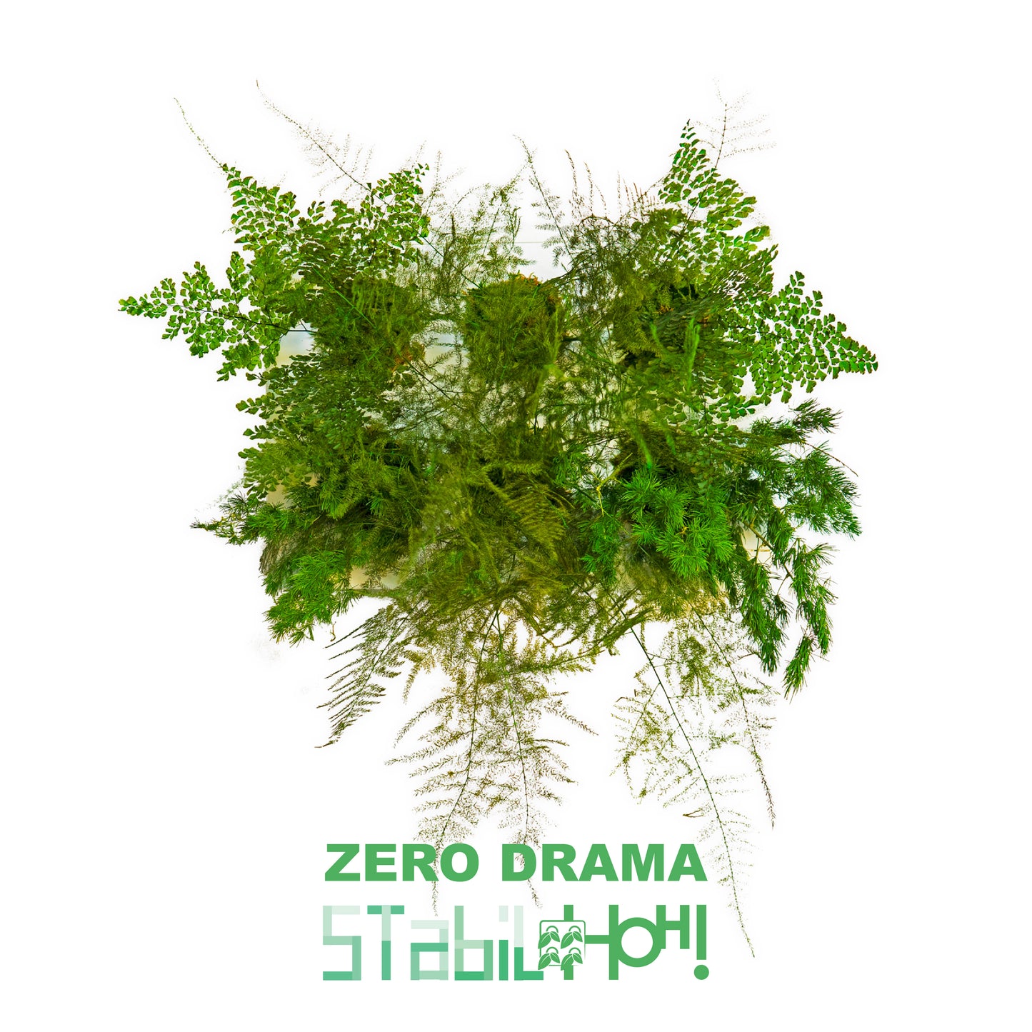 StabilHOH! | Quadro vegetale stabilizzato | Composizione Zero Drama - Default Title - hoh.green