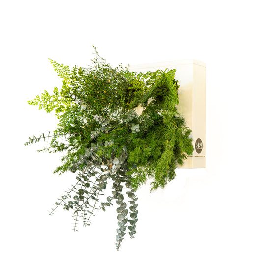 StabilHOH! | Quadro vegetale stabilizzato | Composizione Zero Noie - Default Title - hoh.green