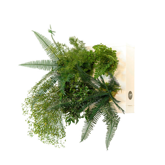 StabilHOH! | Quadro vegetale stabilizzato | Composizione Zero Problemi - Default Title - hoh.green