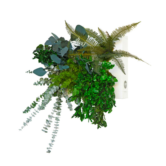 StabilHOH! | Quadro vegetale stabilizzato | Composizione Zero Stress - Default Title - hoh.green