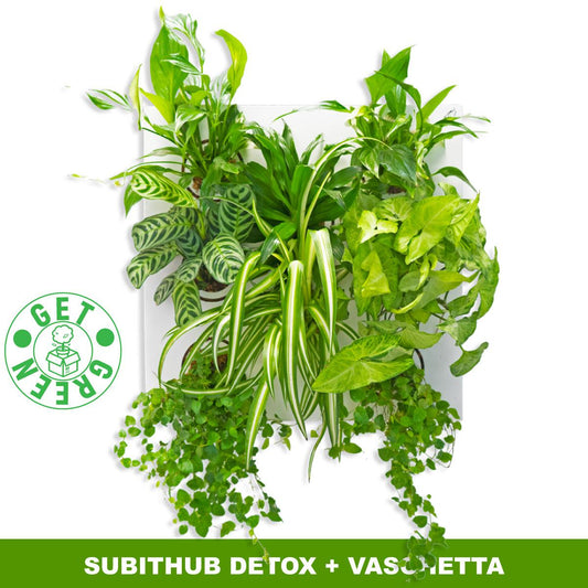 KIT SUBITHUB DETOX | Quadro Vegetale Pronto da Appendere + Vaschetta | Quantità Limitata - hoh.green - hoh