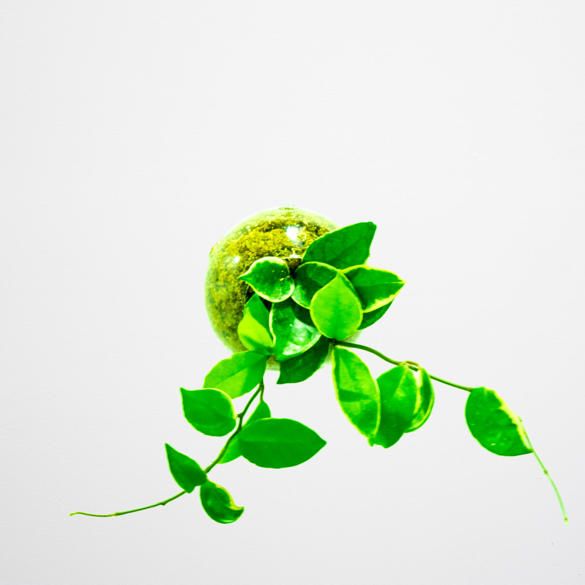 Subitoids Hoya | Sfera con Pianta Pronta da Appendere - hoh.green - Ortisgreen