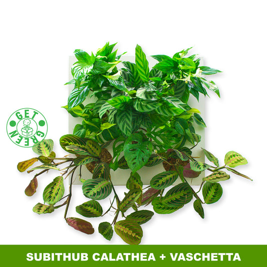 KIT SUBITHUB CALATHEA | Quadro Vegetale Pronto da Appendere + Vaschetta | Quantità Limitata - hoh.green - black