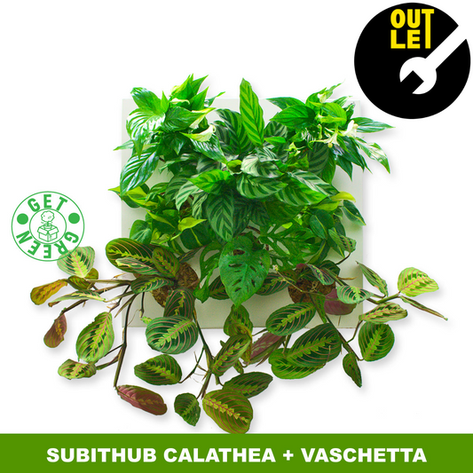 KIT SUBITHUB CALATHEA OUTLET | Quadro Vegetale Pronto da Appendere + Vaschetta - hoh.green - black