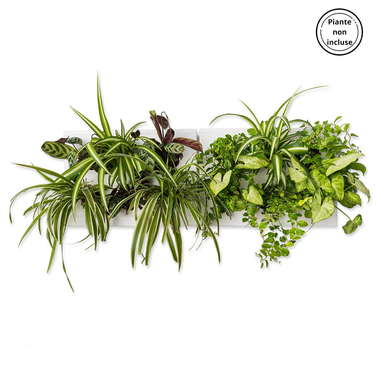 HOH! DUO SMART Horizontal | Struttura Modulare Fai da Te - Bianco - hoh.green