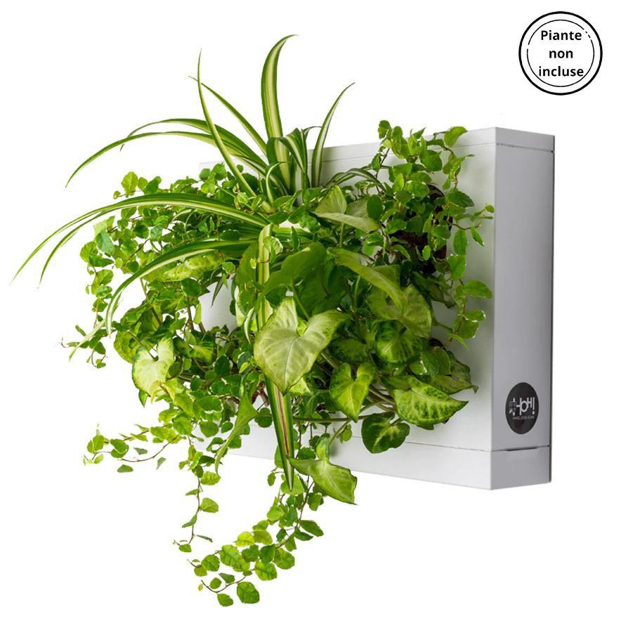 HOH! | Il quadro vegetale fai da te | Colore a scelta - Bianco - hoh.green
