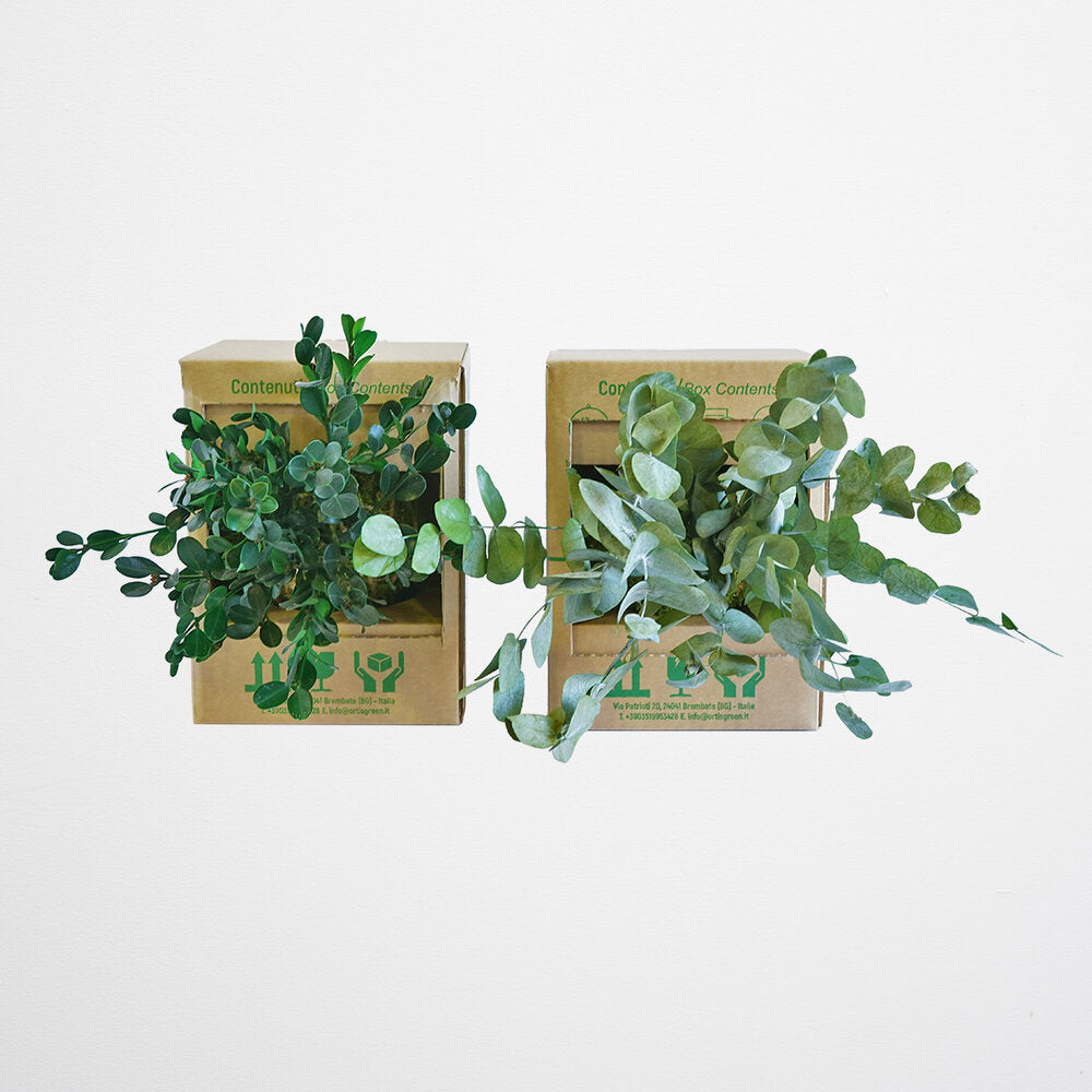 Forever Oids | Kokedama con Muschio e Piante Stabilizzate | 12 cm. | Eucalyptus Cinerea Baby - hoh.green - hoh