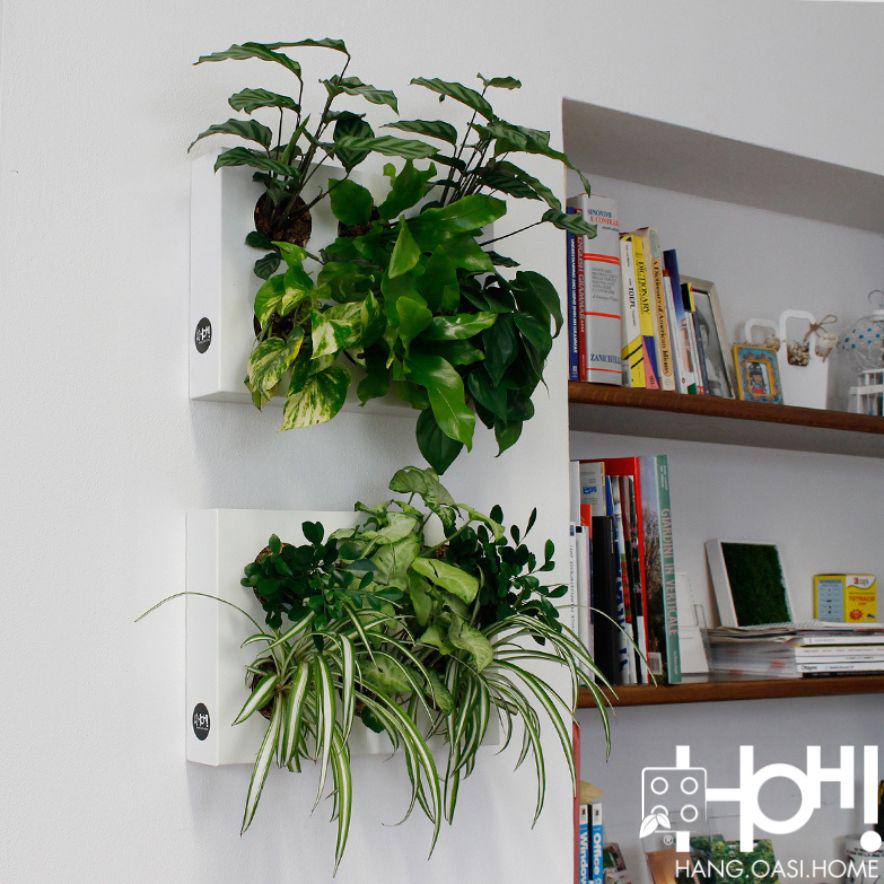 HOH! | Il quadro vegetale fai da te | Colore a scelta - Bianco - hoh.green