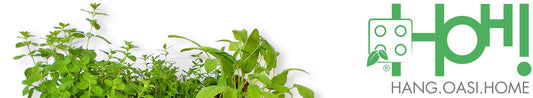 Dal quadro vegetale alla pentola: come coltivare le tue piante aromatiche per la cucina