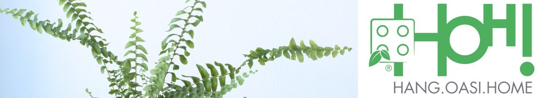 Quali piante scegliere per i moduli verticali HOH! e HUB? Leggi i nostri consigli