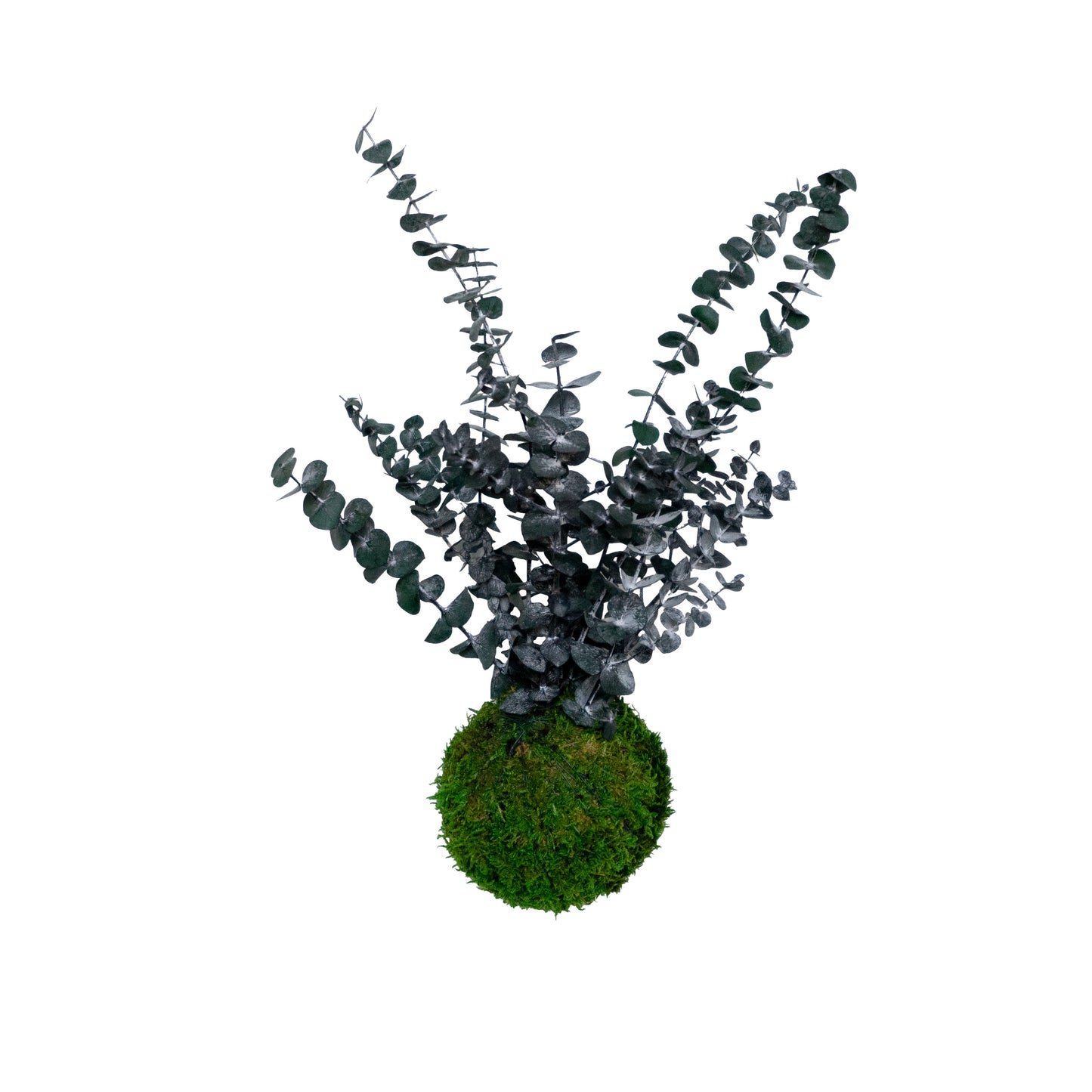 Forever Oids | Kokedama with Moss and Preserved Plants | 12cm. | Eucalyptus Cinerea Baby 