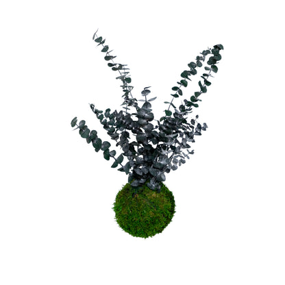 Forever Oids | Kokedama with Moss and Preserved Plants | 12cm. | Eucalyptus Cinerea Baby 