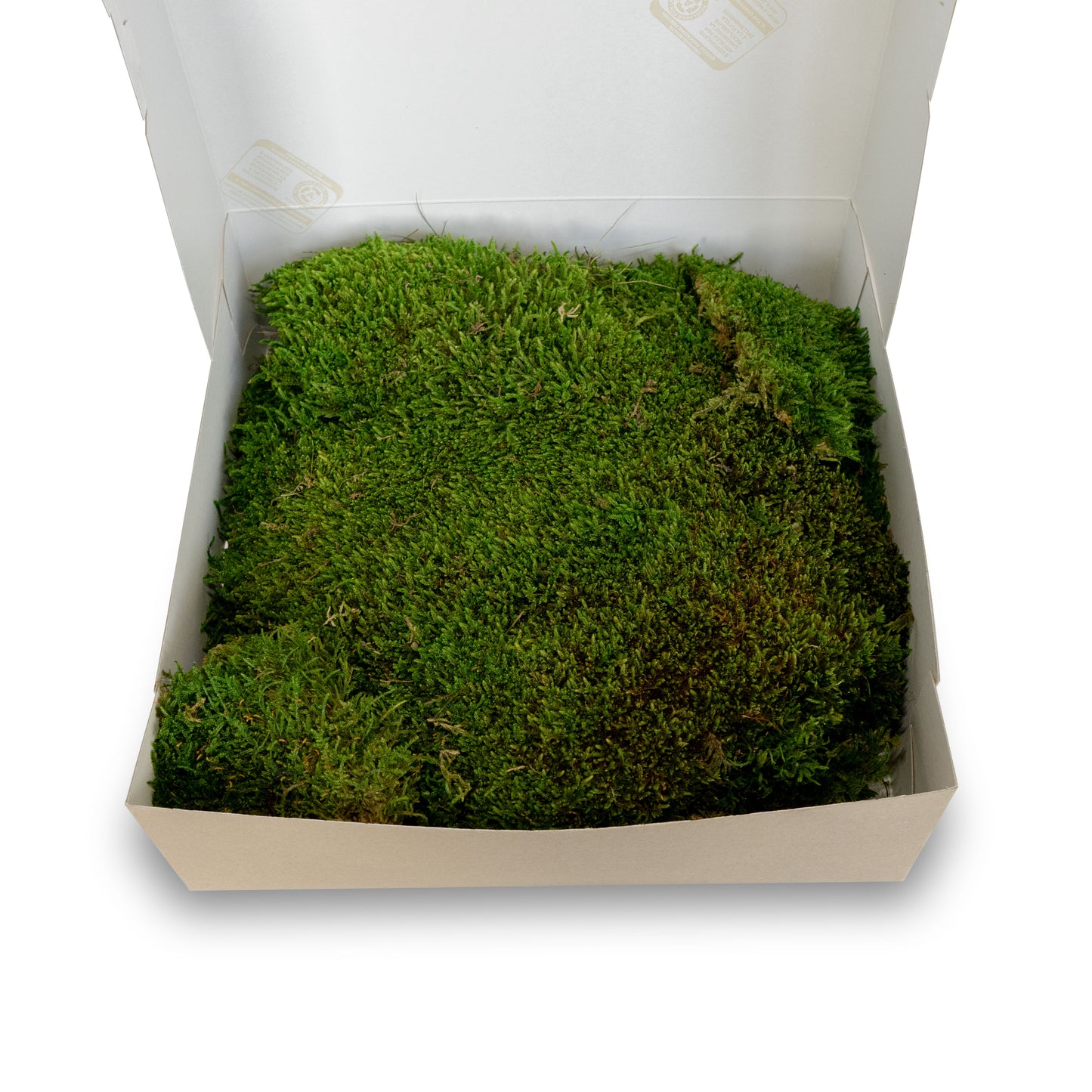 Muschio stabilizzato premium | Verde bosco