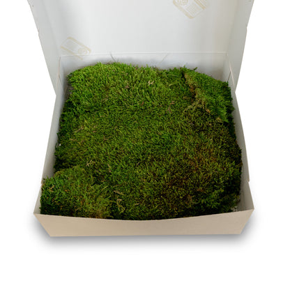 Muschio stabilizzato premium | Verde bosco