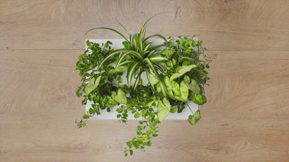 HOH! OUTLET | Quadro vegetale fai da te | Colore a scelta