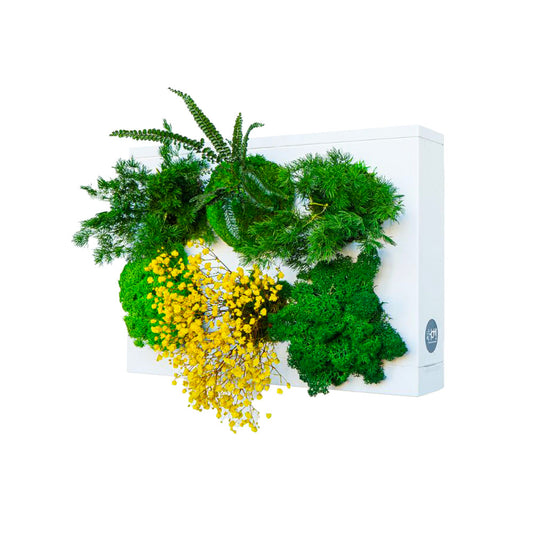 StabilHOH! | Quadro Vegetale Stabilizzato | Composizione Daisy - hoh.green