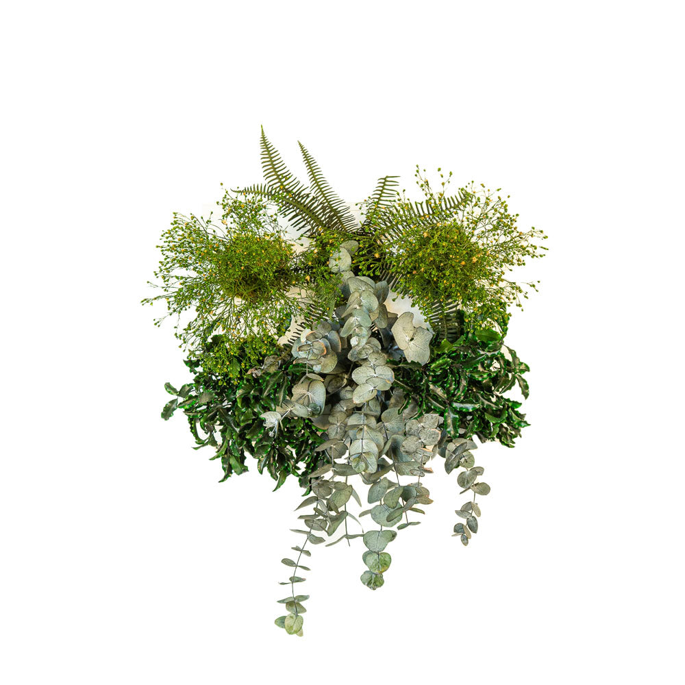 StabilHOH! | Quadro Vegetale Stabilizzato | Composizione Zero Sbatti - hoh.green