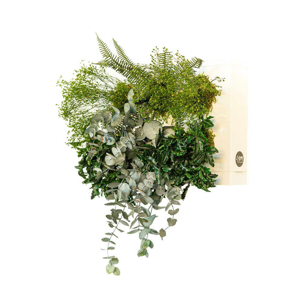 StabilHOH! | Quadro Vegetale Stabilizzato | Composizione Zero Sbatti - hoh.green