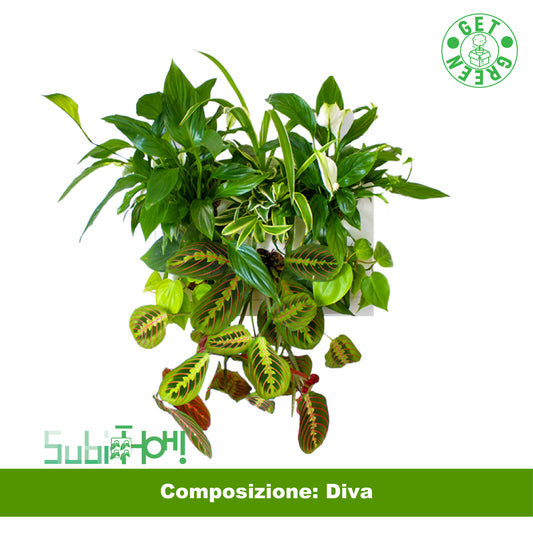 SubitHOH! | Composizione DIVA