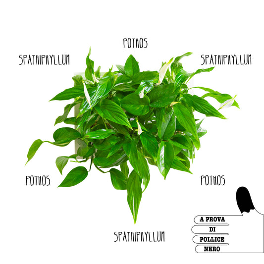 SubitHOH! | Composizione Pollice nero/Cuore verde
