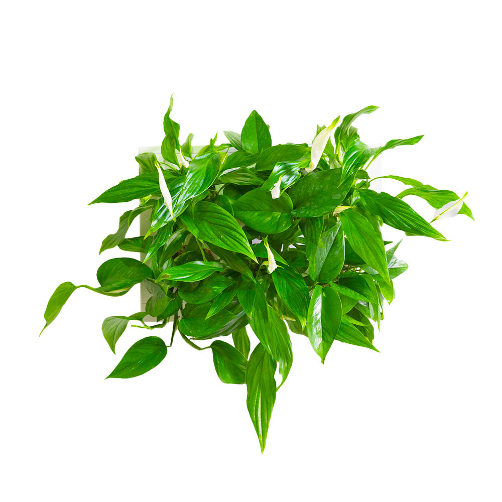 SubitHOH! | Composizione Pollice Nero/Cuore Verde - hoh.green