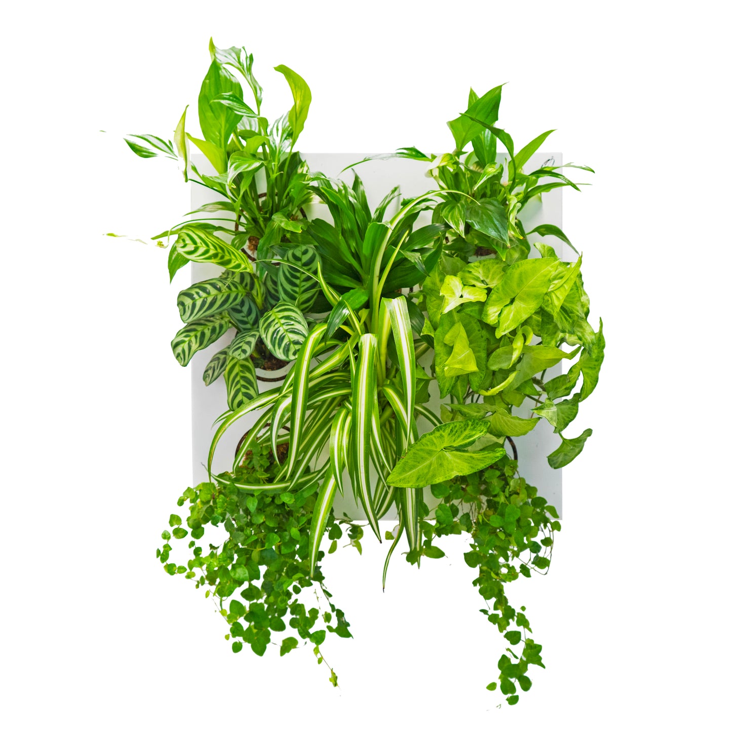 KIT SUBITHUB DETOX | Quadro Vegetale Pronto da Appendere + Vaschetta | Quantità Limitata - hoh.green