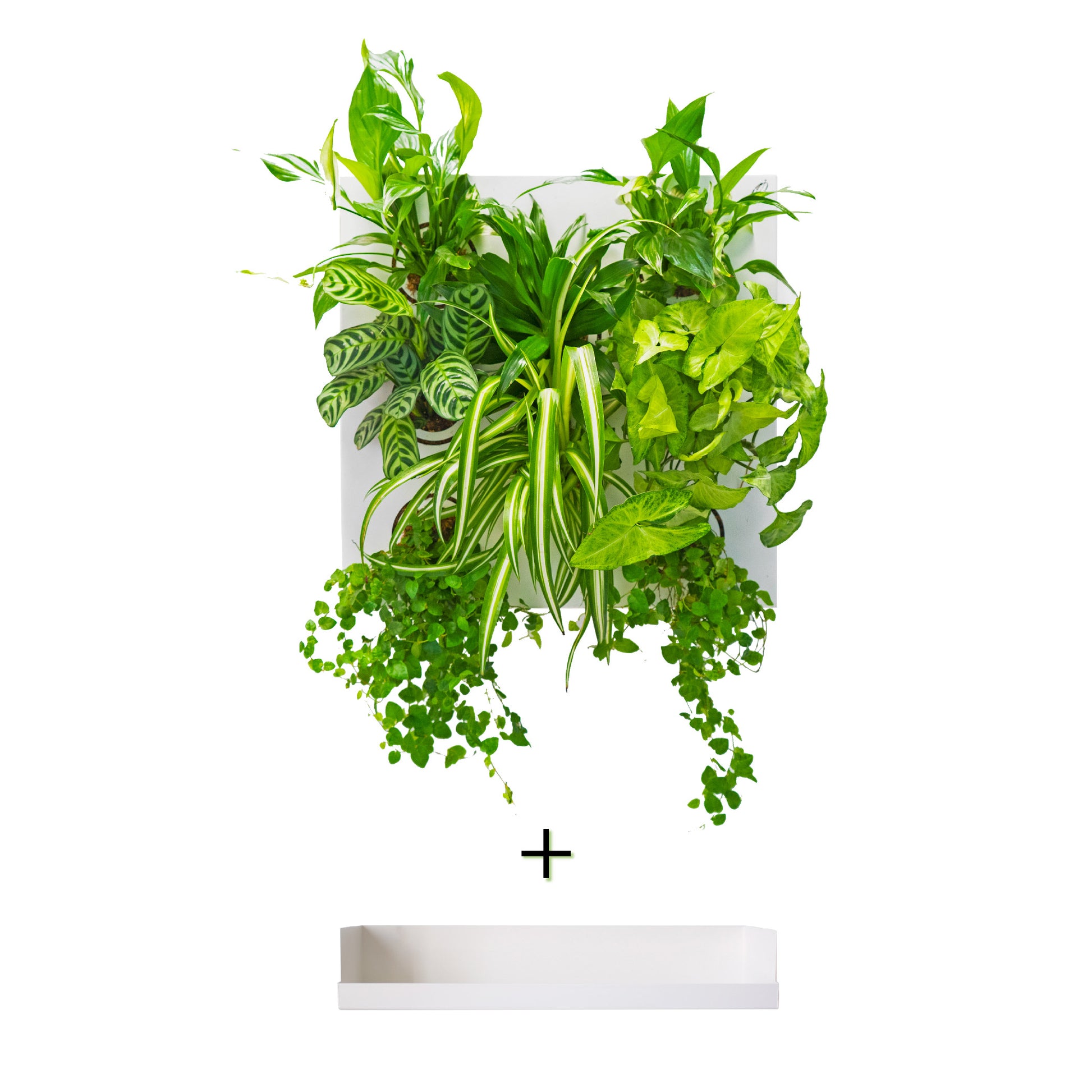 KIT SUBITHUB DETOX | Quadro Vegetale Pronto da Appendere + Vaschetta | Quantità Limitata - hoh.green