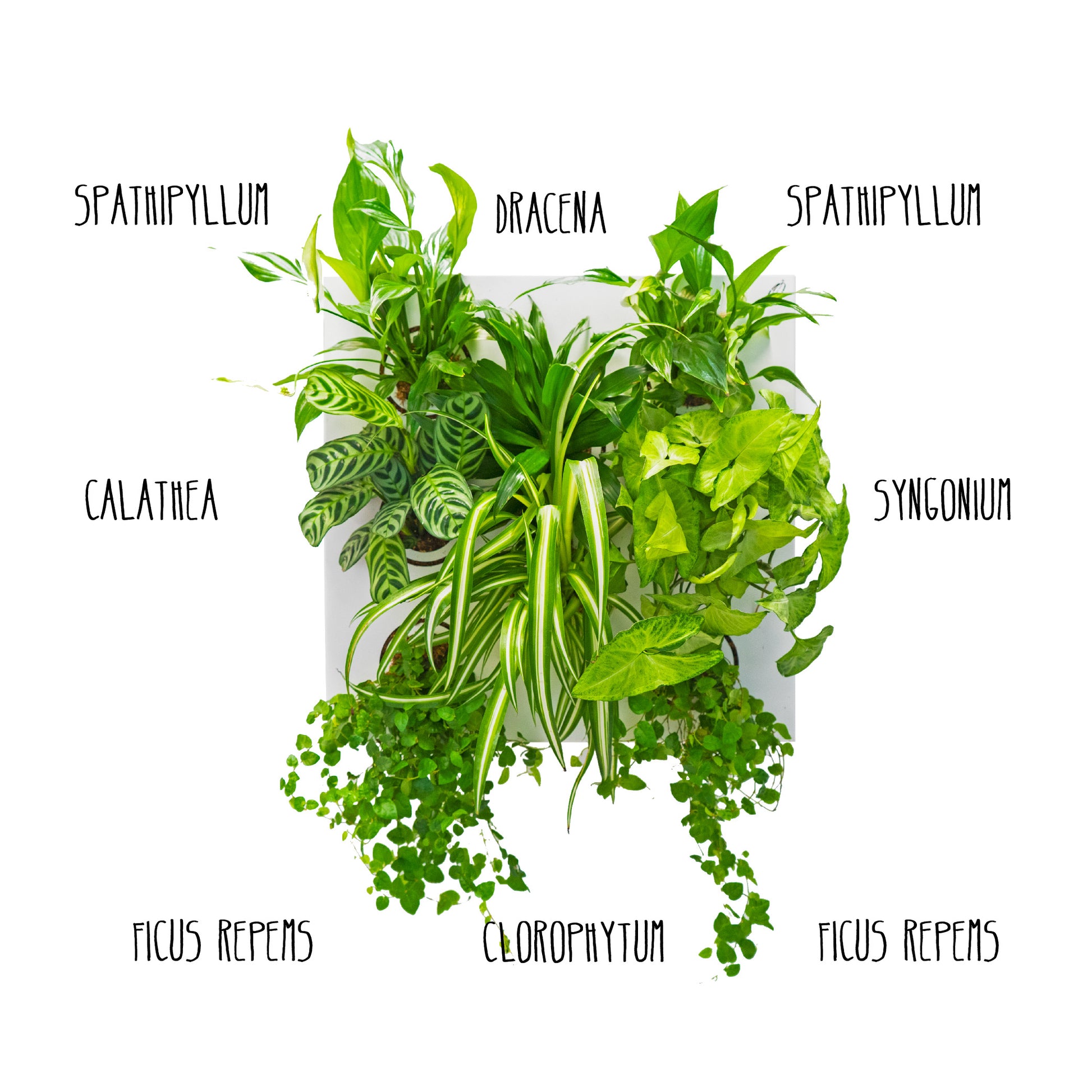 KIT SUBITHUB DETOX | Quadro Vegetale Pronto da Appendere + Vaschetta | Quantità Limitata - hoh.green