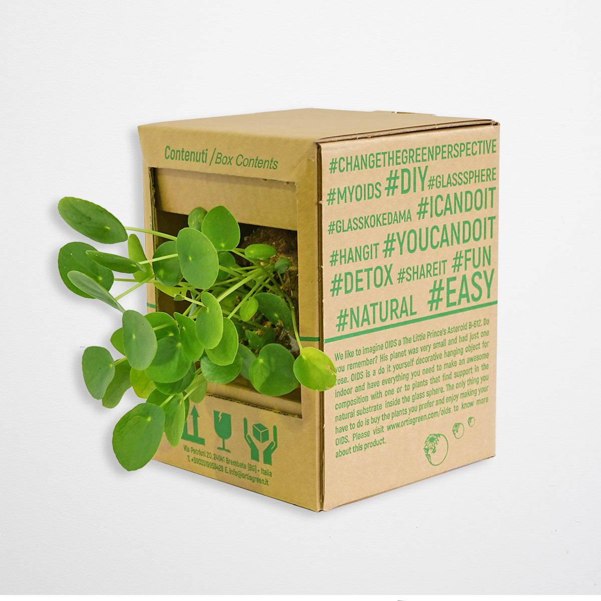 SubitOIDS Monstera | Sfera con Pianta Pronta da Appendere - hoh.green