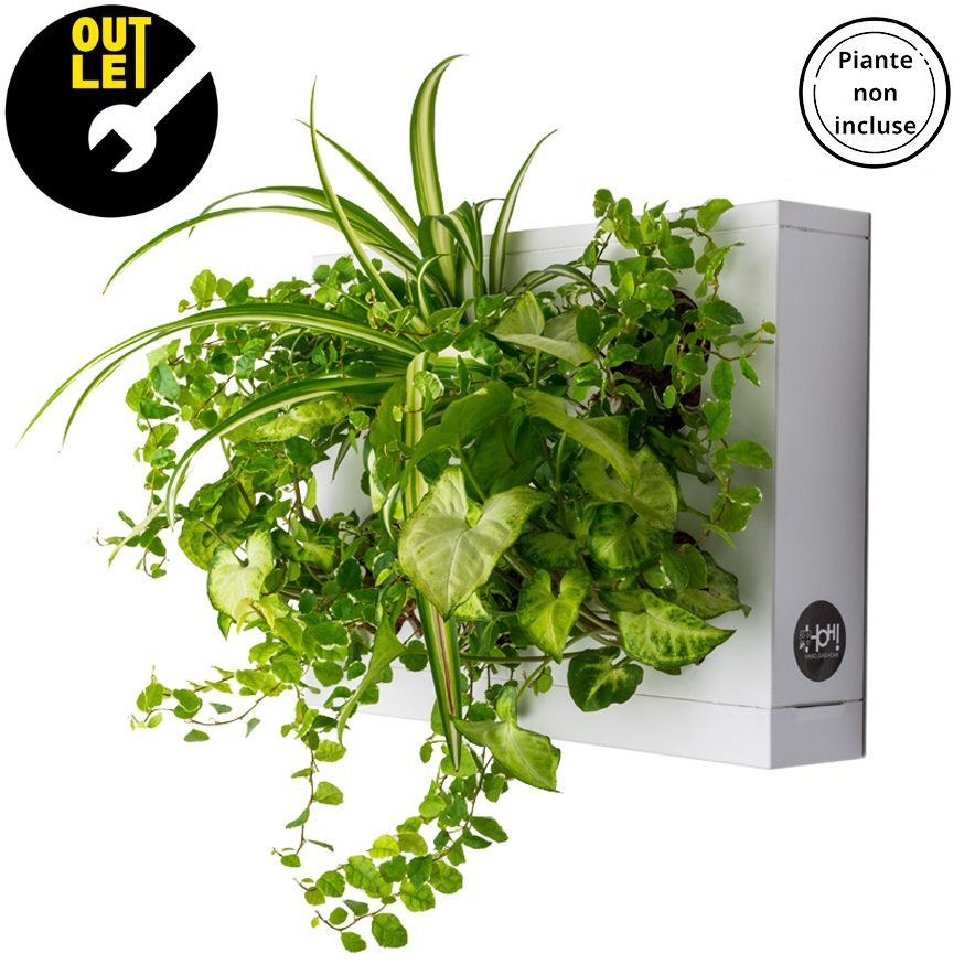 HOH! OUTLET | Quadro Vegetale Fai Te - Bianco - hoh.green